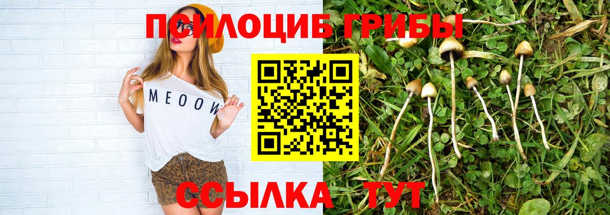 Галлюциногенные грибы Psilocybine cubensis Торжок